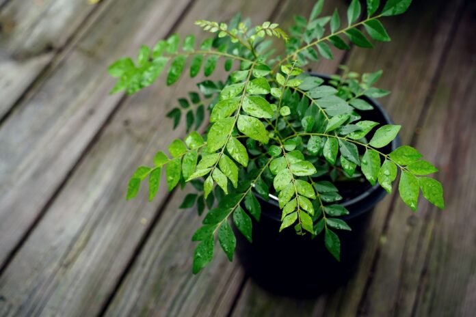 curry leaf plant